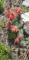 Erica cerinthoides cerinthoides