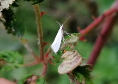 Eucalantica polita