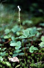 Spiranthes lacera lacera