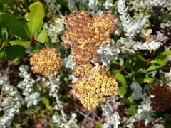 Helichrysum dasyanthum