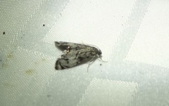Petrophila schaefferalis