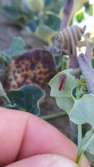 Battus polydamas psittacus