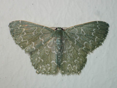 Berta annulifera