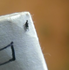Encyrtinae