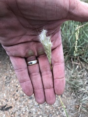 Bothriochloa springfieldii