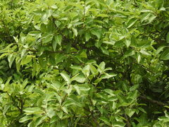 Ficus sur
