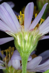 Aster tataricus