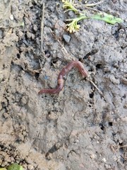 Lumbricus terrestris