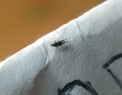 Encyrtinae