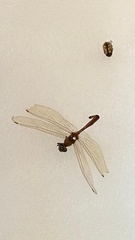 Dythemis nigra