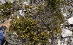 Acmadenia obtusata