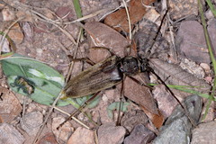 Enaphalodes hispicornis