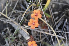 Drosera platystigma