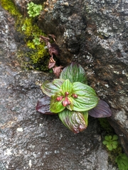 Saxifraga excellens