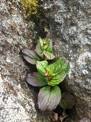 Saxifraga excellens