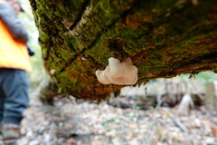 Trichoderma peltatum