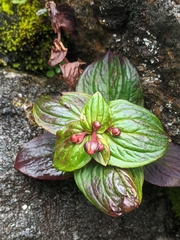 Saxifraga excellens