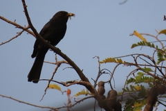 Melaenornis pammelaina