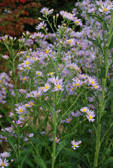 Aster tataricus