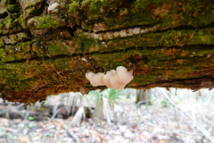 Trichoderma peltatum