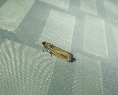 Dasypyga alternosquamella
