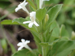 Dyschoriste burchellii