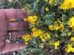 Psilostrophe tagetina