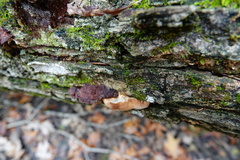 Trichoderma peltatum