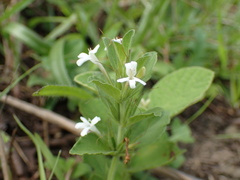 Dyschoriste burchellii