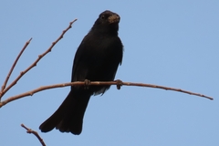 Melaenornis pammelaina