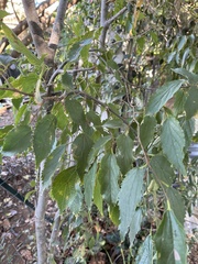 Celtis australis