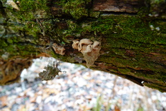 Trichoderma peltatum