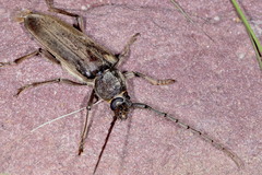 Enaphalodes hispicornis
