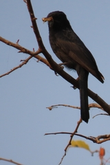 Melaenornis pammelaina