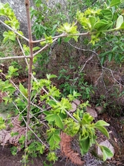 Vangueria macrocalyx