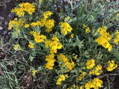 Psilostrophe tagetina