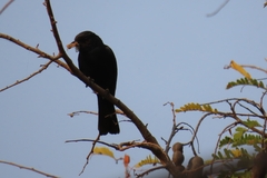 Melaenornis pammelaina