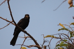 Melaenornis pammelaina