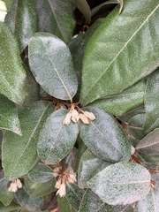 Elaeagnus