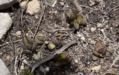 Adromischus caryophyllaceus