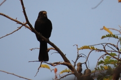 Melaenornis pammelaina