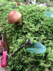 Cortinarius quercoarmillatus