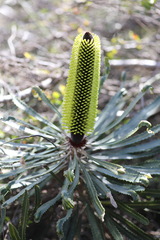 Banksia attenuata