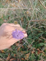 Scabiosa