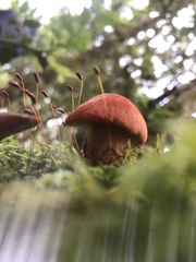 Cortinarius quercoarmillatus