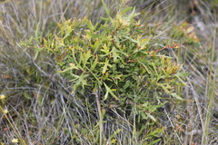 Synaphea polymorpha