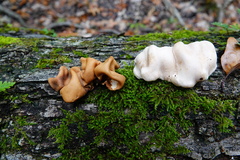 Trichoderma peltatum