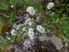 Anaphalis nepalensis