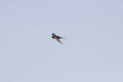 Cypsiurus parvus