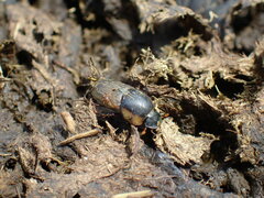 Colobopterus